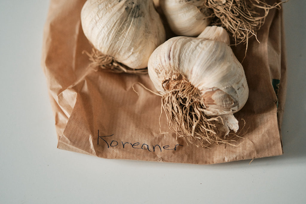 Korean (Rocambole Garlic)