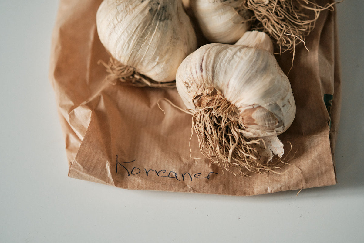 Korean (Rocambole Garlic)
