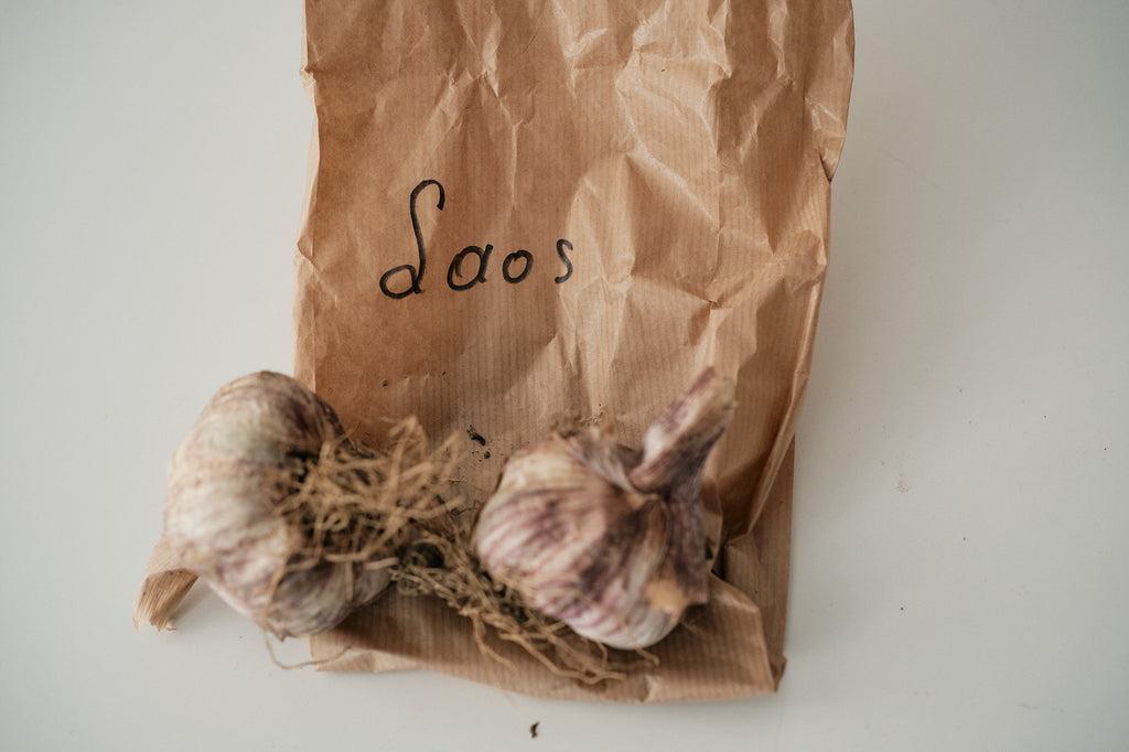Laos (Turban Garlic)