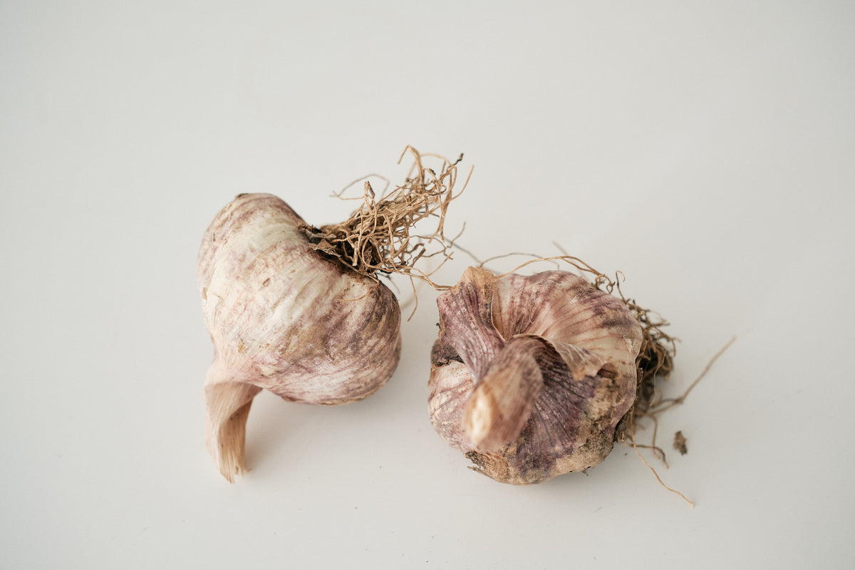 Laos (Turban Garlic)