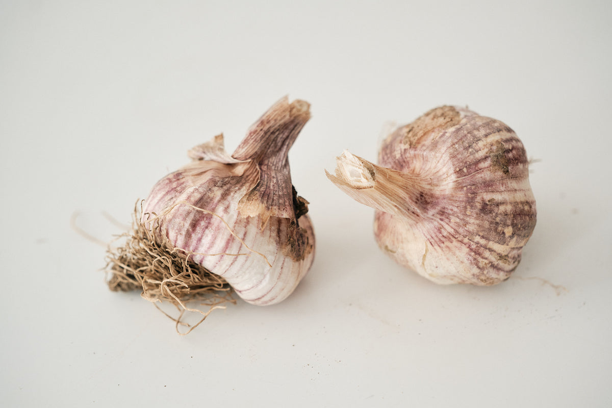 Laos (Turban Garlic)