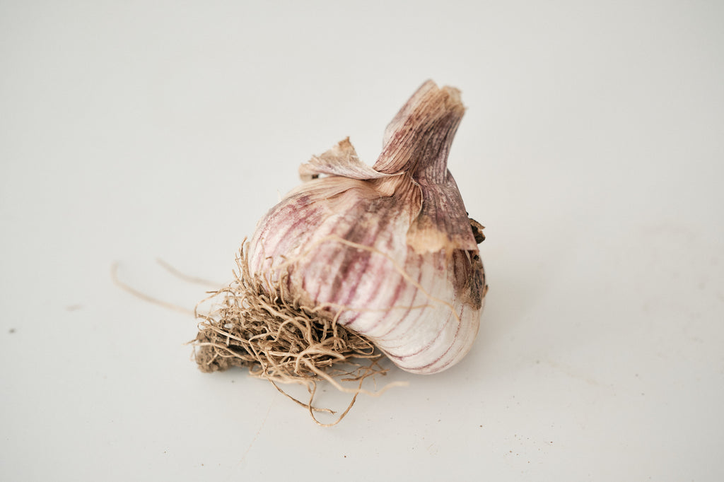Laos (Turban Garlic)