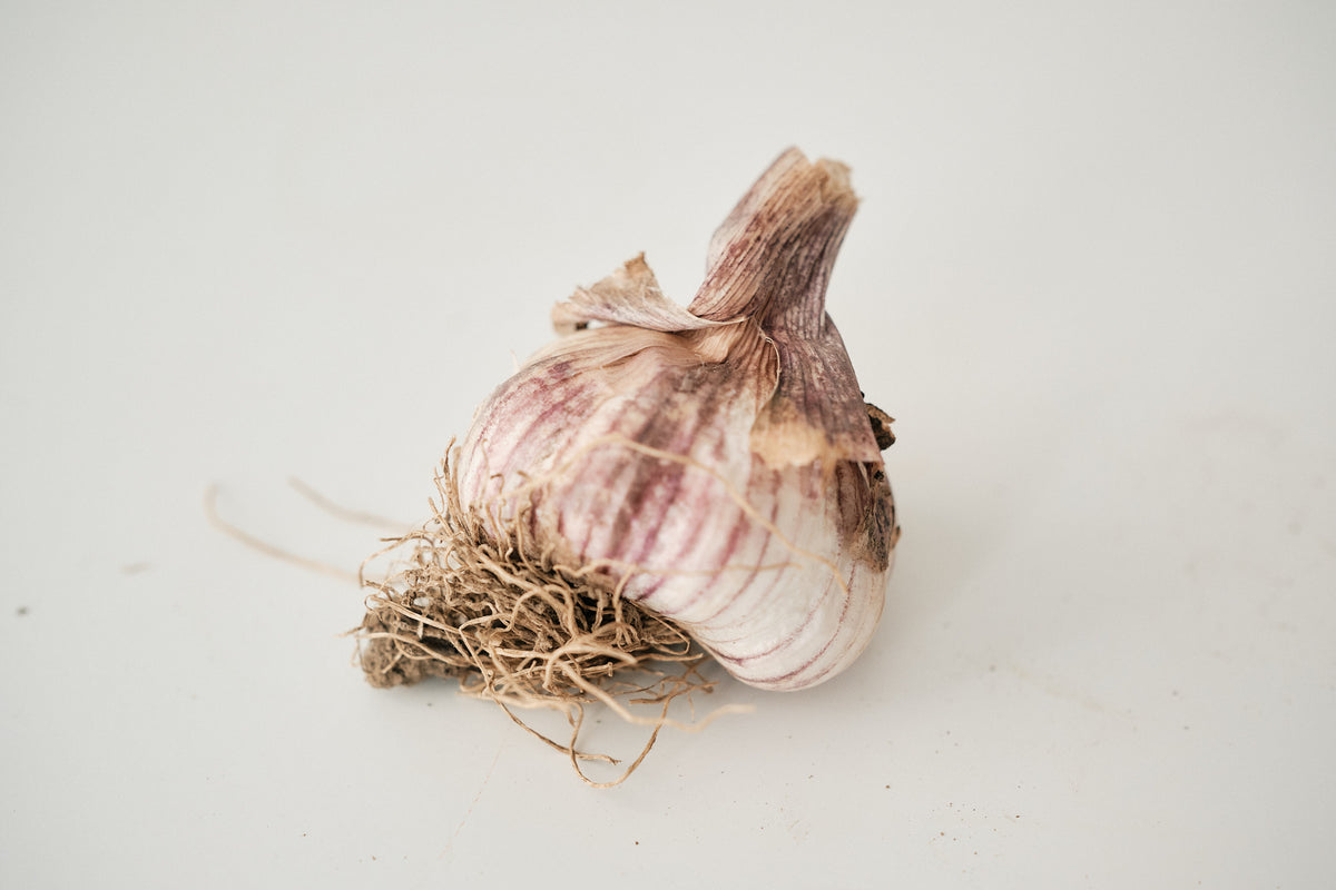 Laos (Turban Garlic)