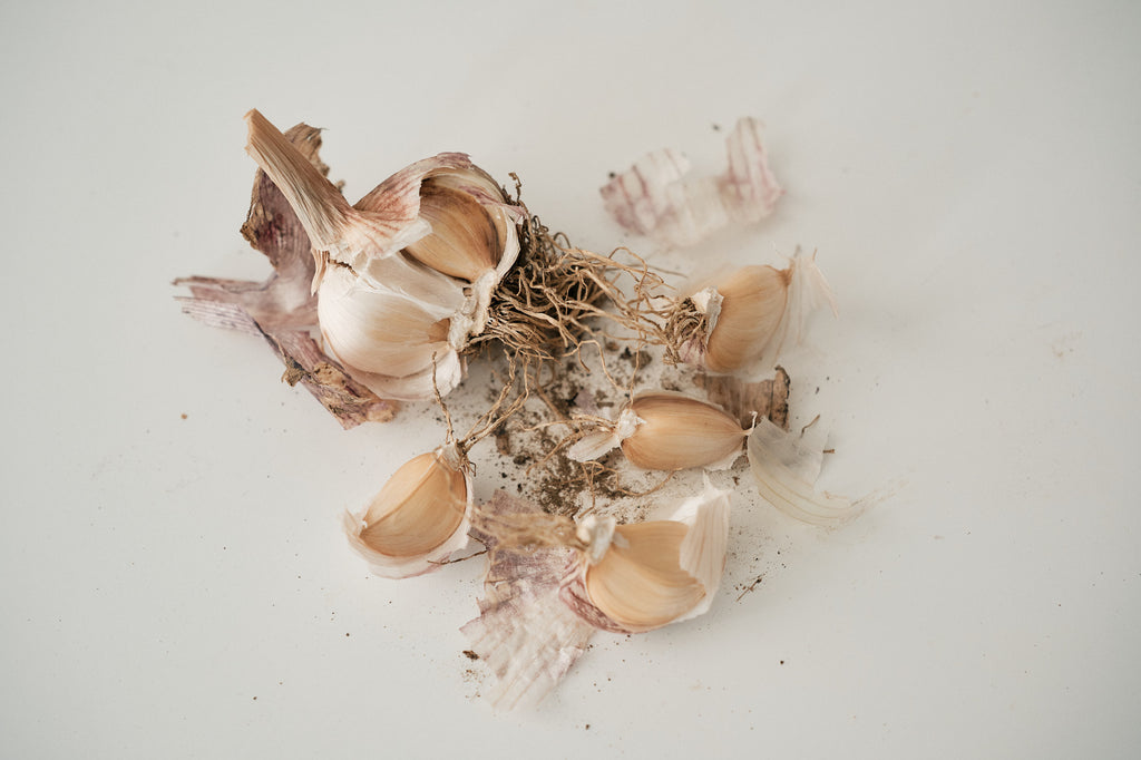 Laos (Turban Garlic)