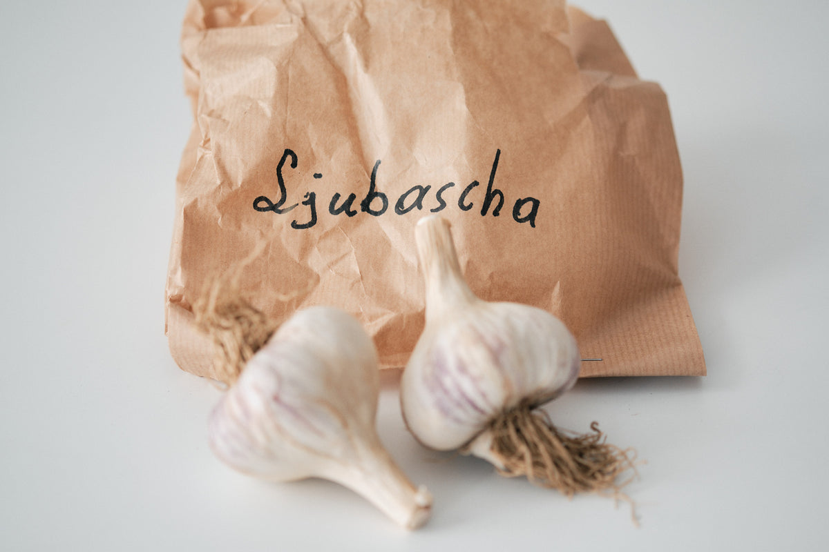 Ljubascha (Marbled Purple Stripe Garlic)