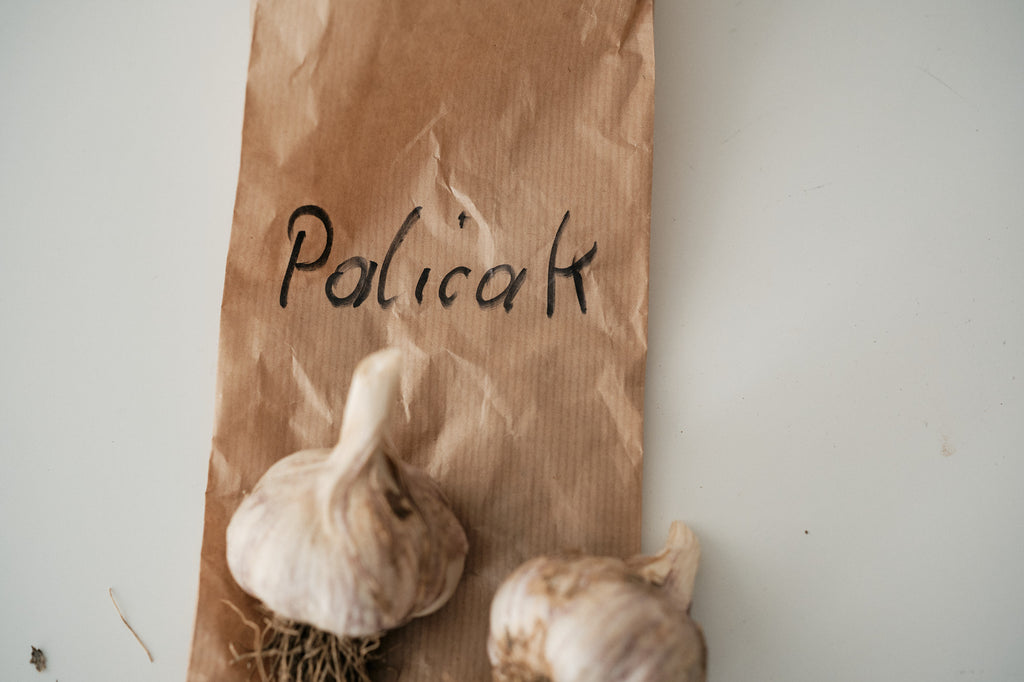 Palicak (Glazed Purple Stripe Garlic)