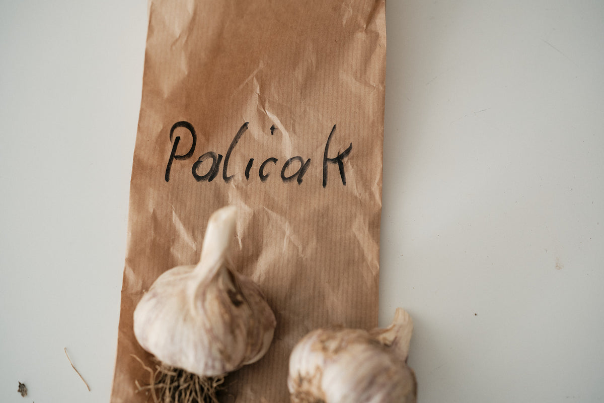 Palicak (Glazed Purple Stripe Garlic)