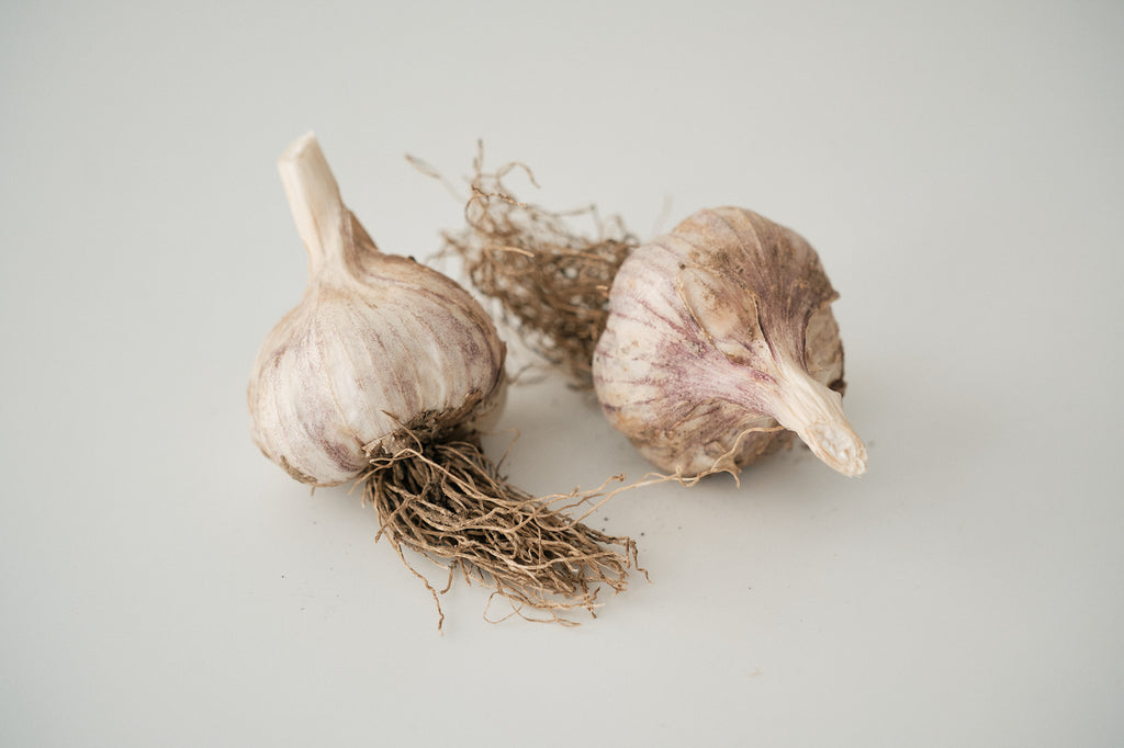 Palicak (Glazed Purple Stripe Garlic)