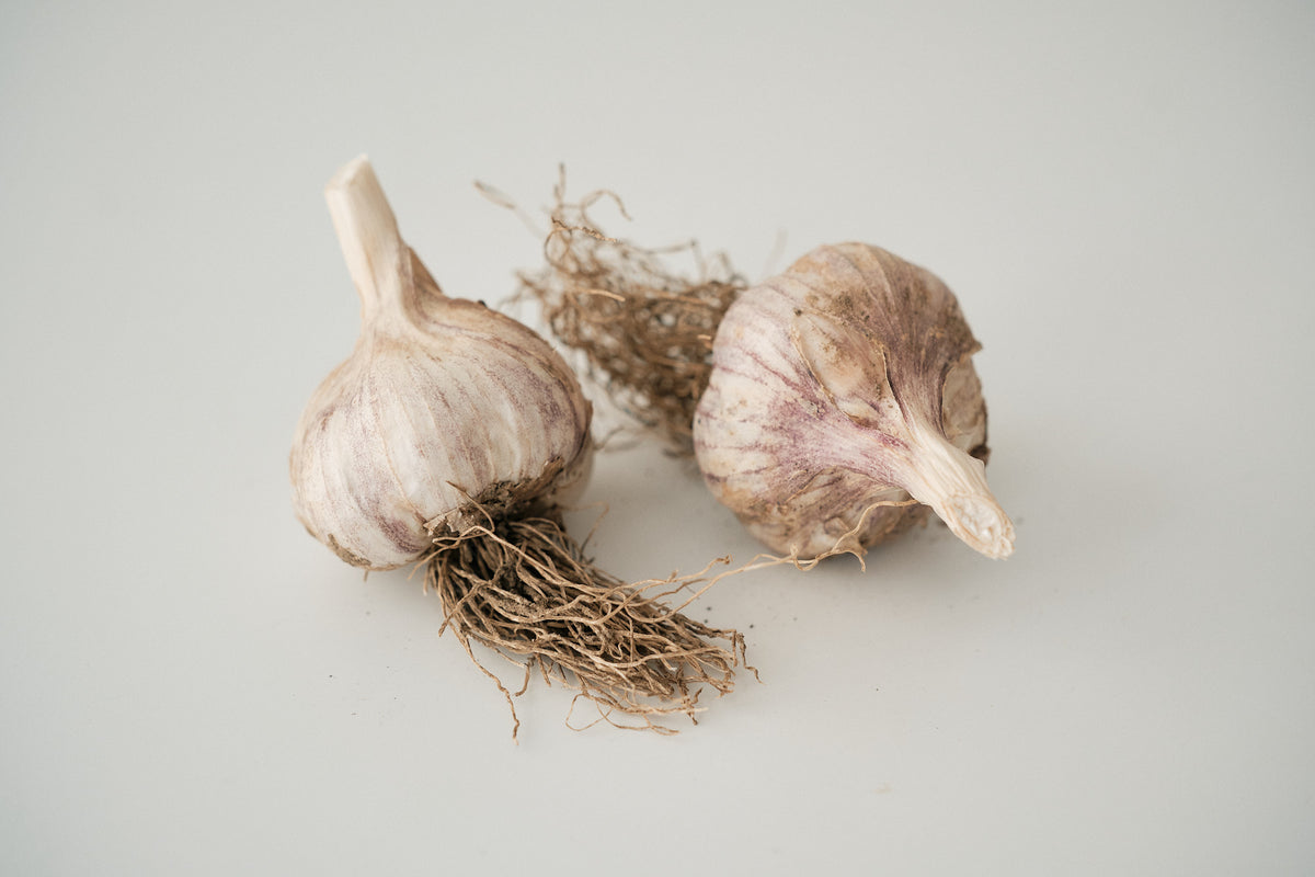 Palicak (Glazed Purple Stripe Garlic)