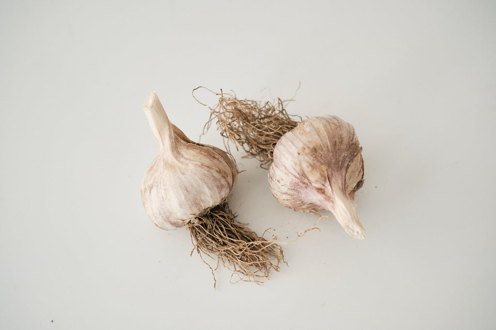 Palicak (Glazed Purple Stripe Garlic)