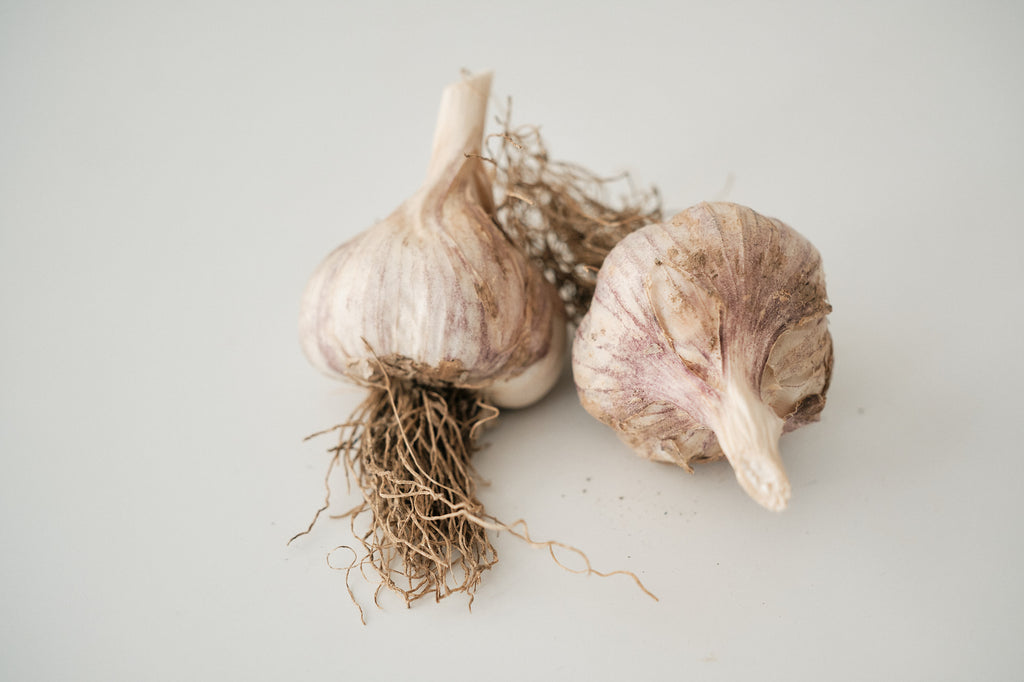 Palicak (Glazed Purple Stripe Garlic)
