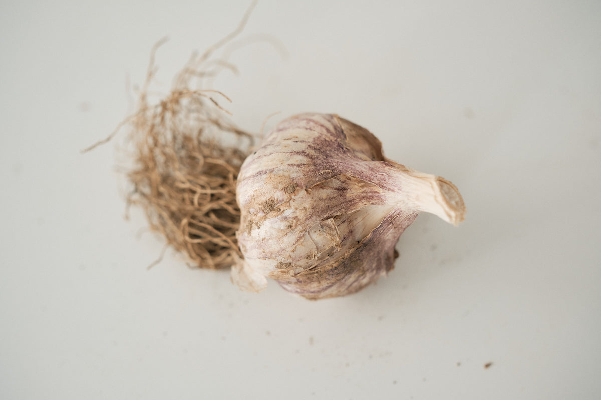 Palicak (Glazed Purple Stripe Garlic)
