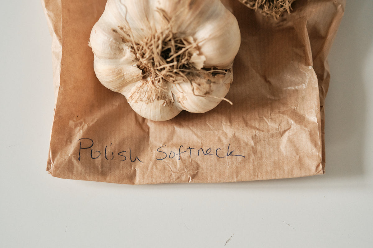 Polish Softneck (Artichoke Garlic)