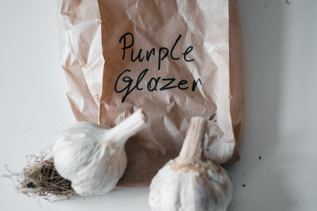 Purple Glazer (Glazed Purple Stripe Garlic)