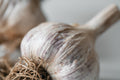 Purple Glazer (Glazed Purple Stripe Garlic)