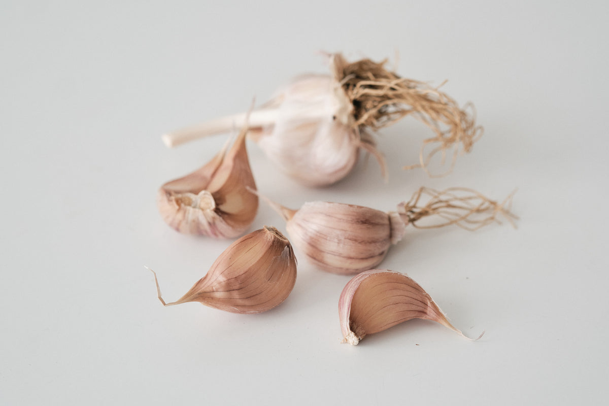 Red Rezan (Glazed Purple Stripe Garlic)