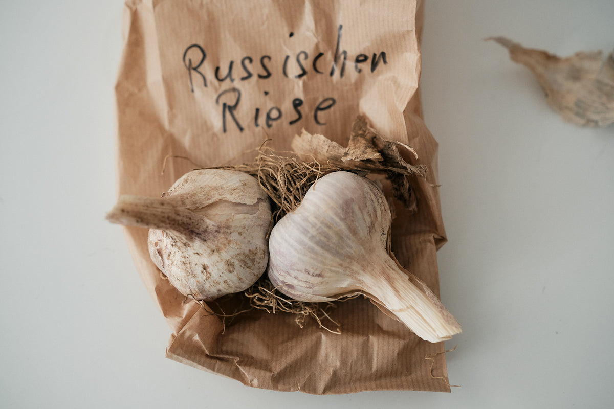 Russian Giant (Rocambole Garlic)