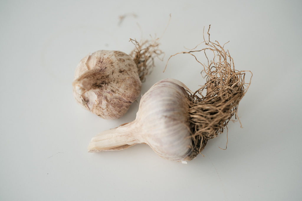 Russian Giant (Rocambole Garlic)