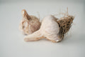 Russian Giant (Rocambole Garlic)