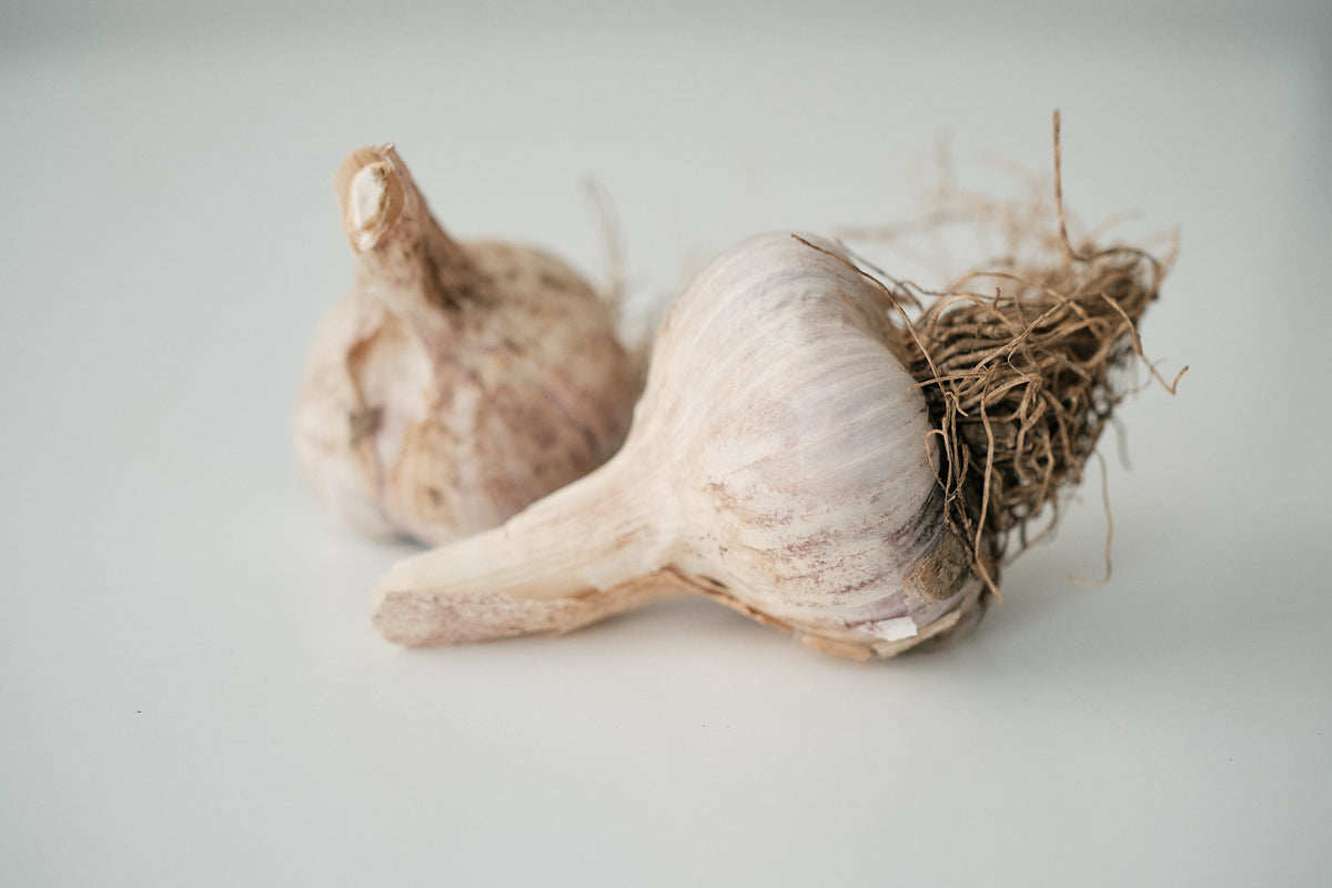 Russian Giant (Rocambole Garlic)