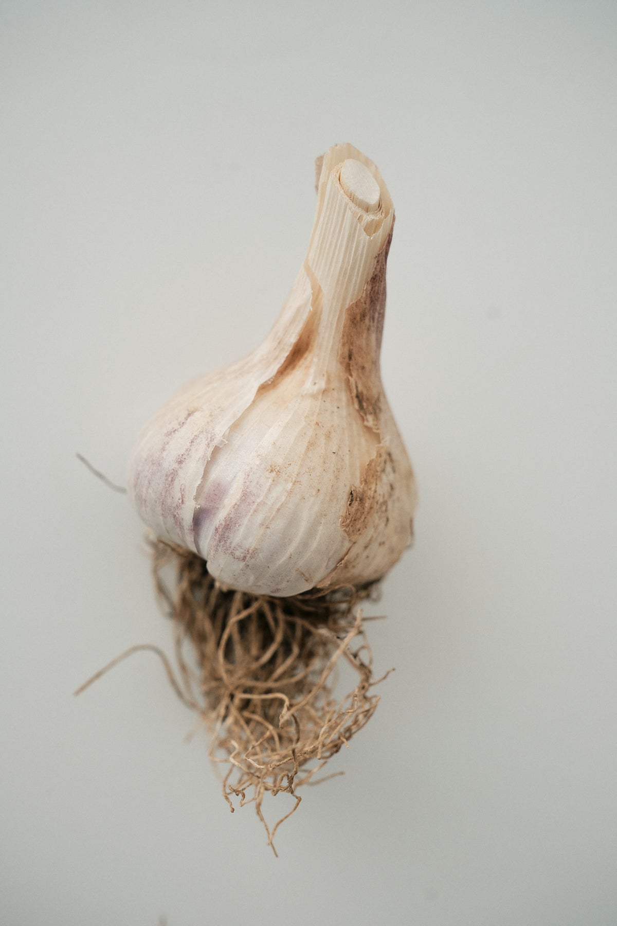 Russian Giant (Rocambole Garlic)