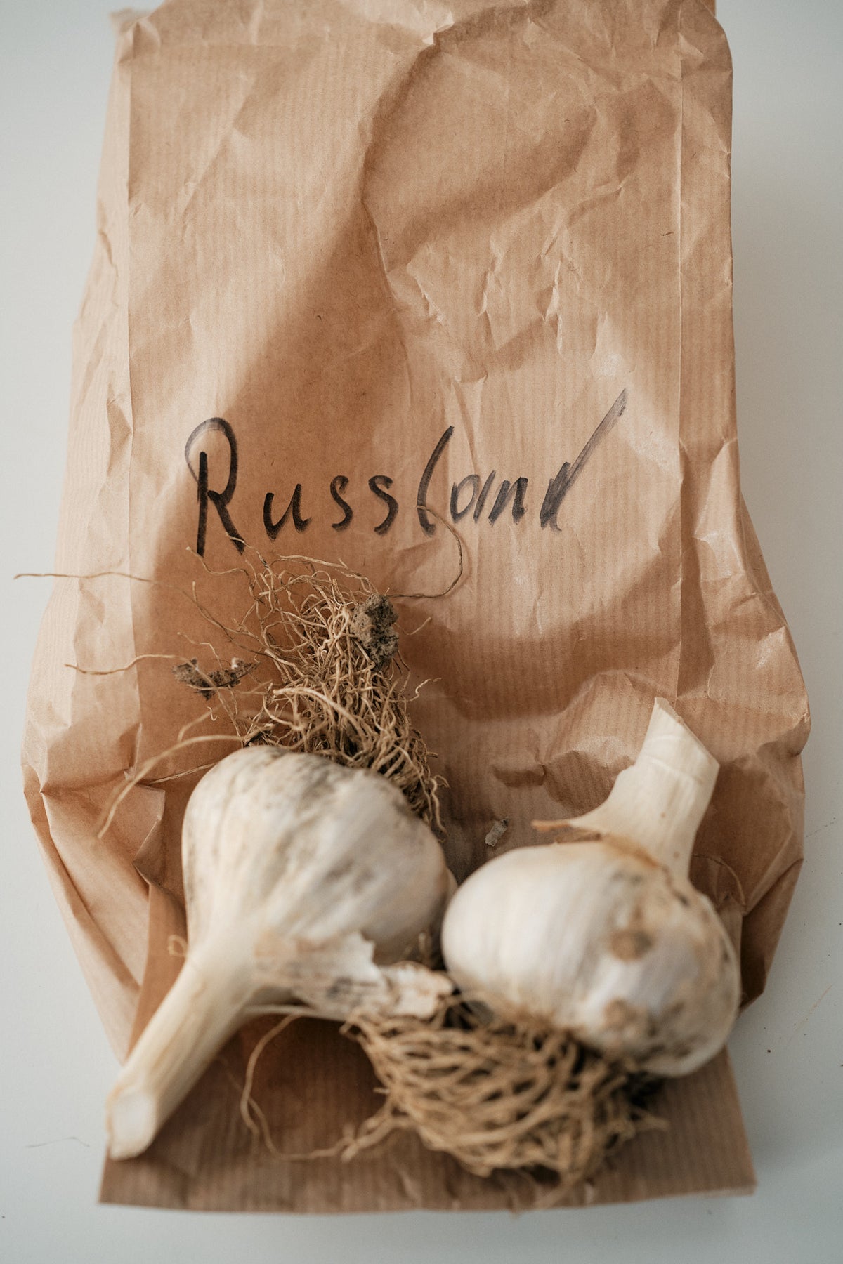 Russian (Standard Purple Stripe Garlic)