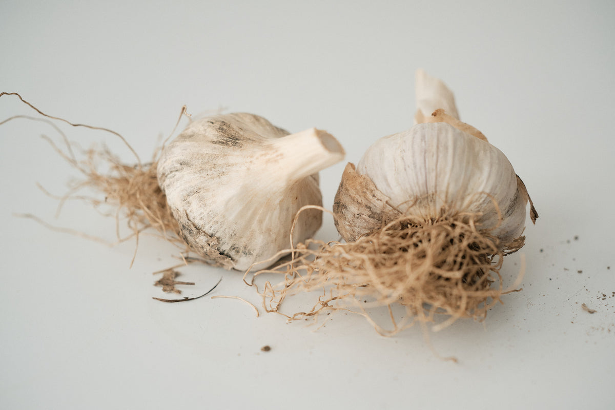 Russian (Standard Purple Stripe Garlic)