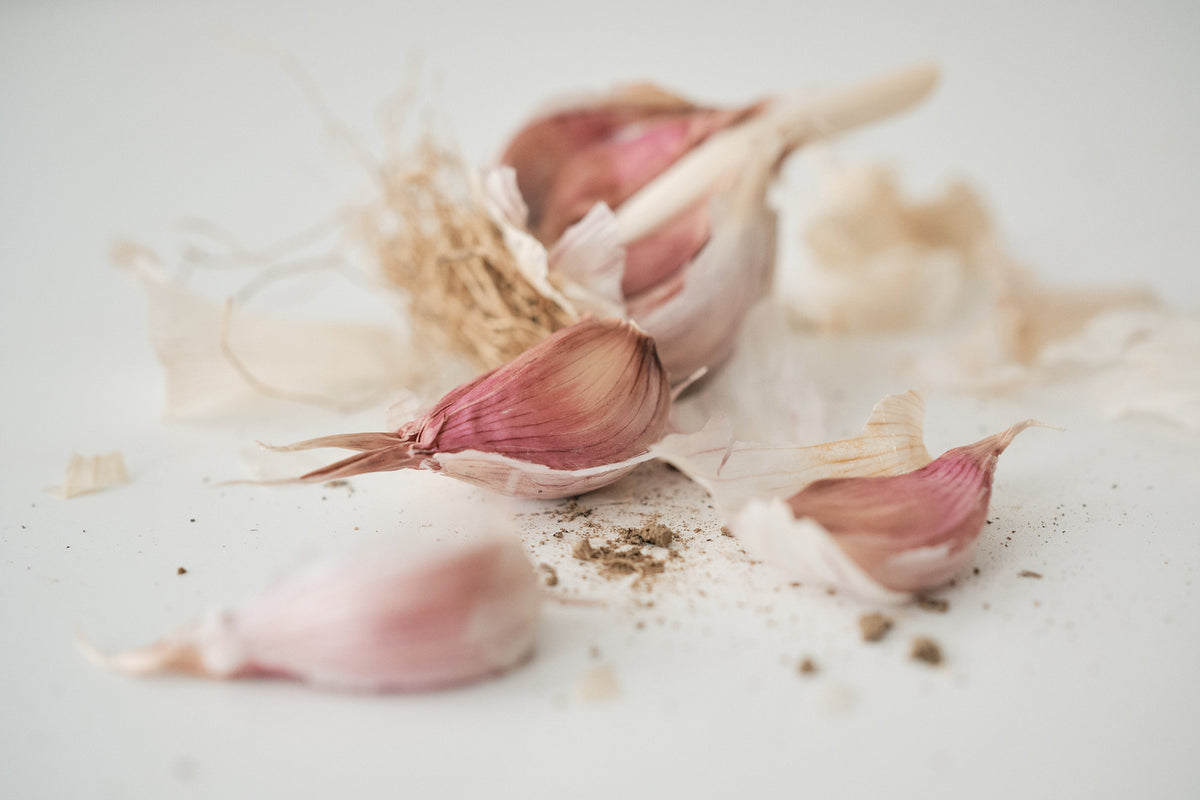 Russian (Standard Purple Stripe Garlic)