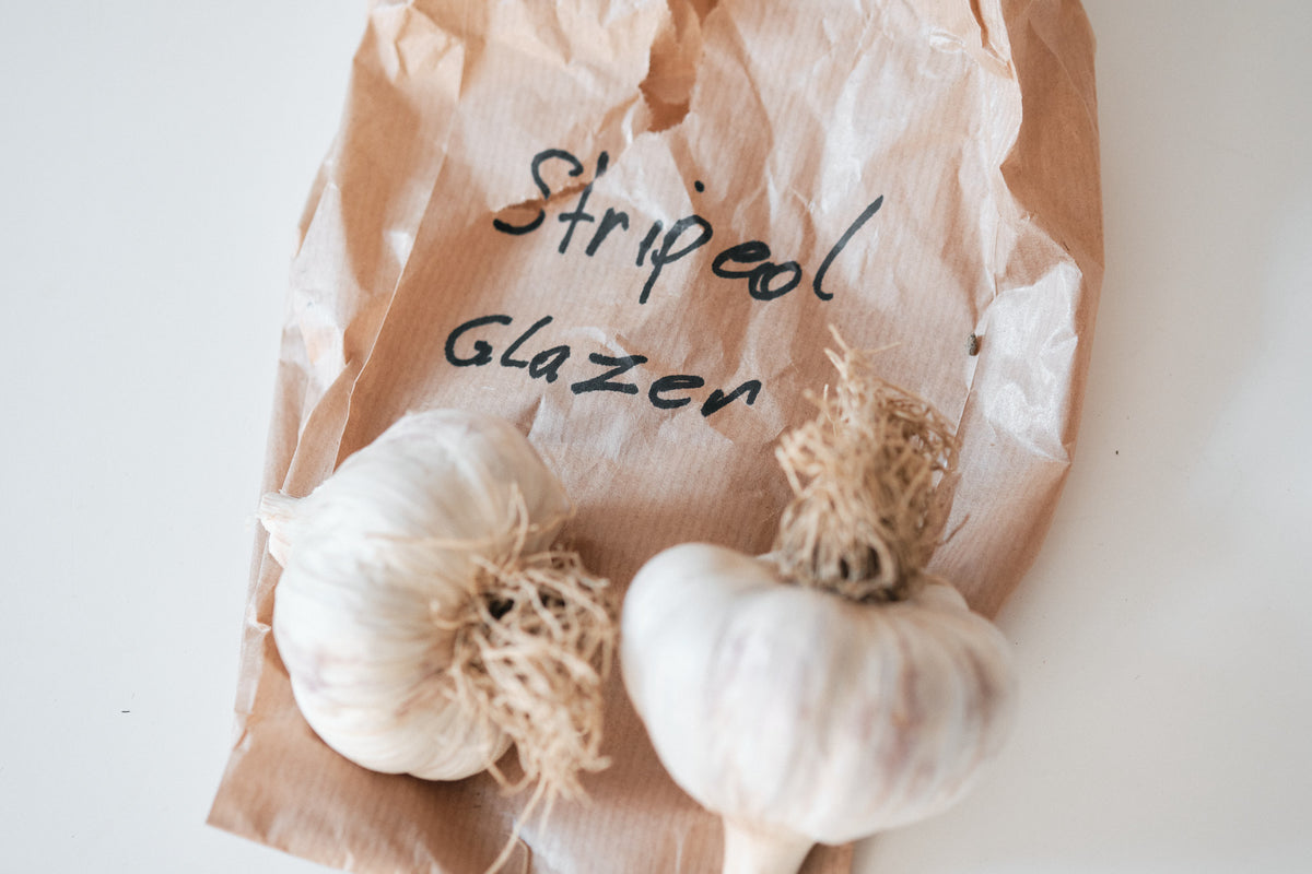 Striped Glazer (Glazed Purple Stripe Garlic)