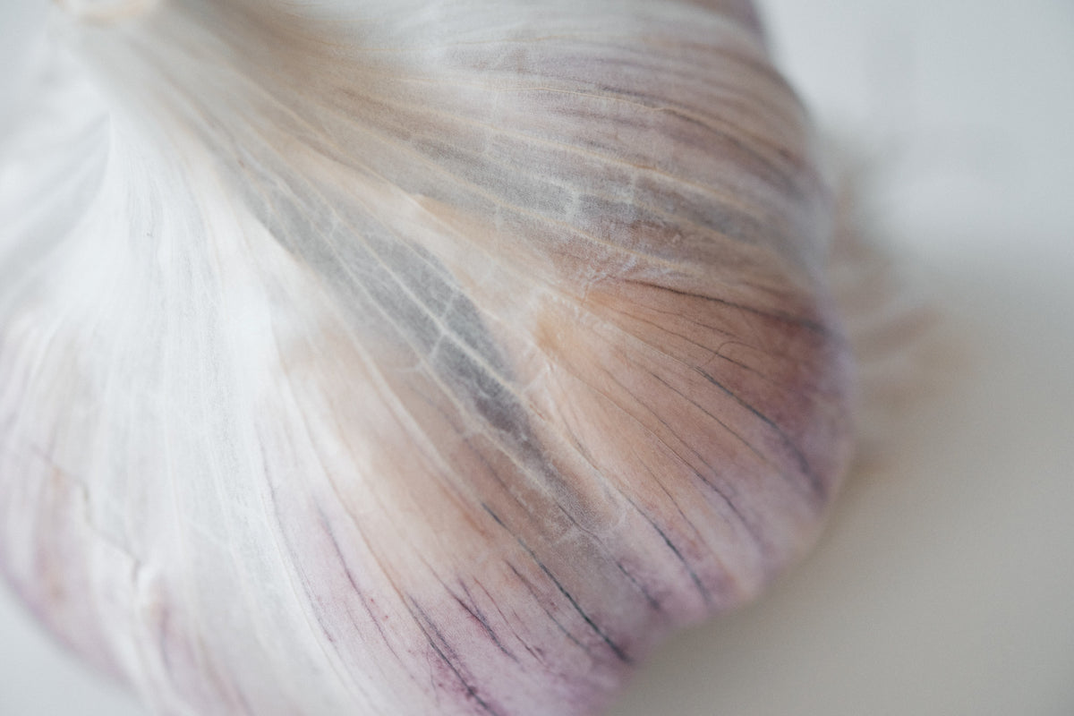 Striped Glazer (Glazed Purple Stripe Garlic)